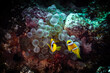 Das Leben im Riff: Ein Dreiband-Anemonenfisch zeigt seine faszinierende Unterwasserwelt im Roten Meer