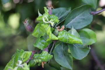 Poster -  Rosy apple aphid (Dysaphis plantaginea) on the underside of a curled apple leaf. Typically curled, deformed leaves caused by the presence of aphid colonies.