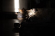The domestic dog sleeps on his bed. Sunlight, home environment.