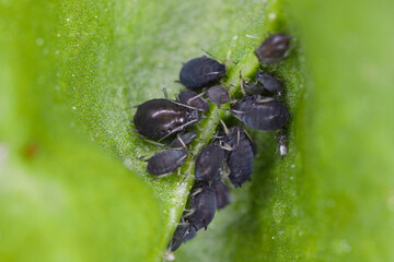 Poster - Bean aphid or black bean aphids, Aphis fabae. A colony of wingless individuals on a spinach leaf.