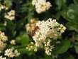 © Bluemoment72 - Clusters of White flowers (Ligustr pospolity (Ligustrum vulgare L.) and a honey bee