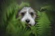 Close up portrait of a Petit basset griffon vendeen dog in fern greenery