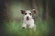 Petit basset griffon vendeen dog running in spring green forest