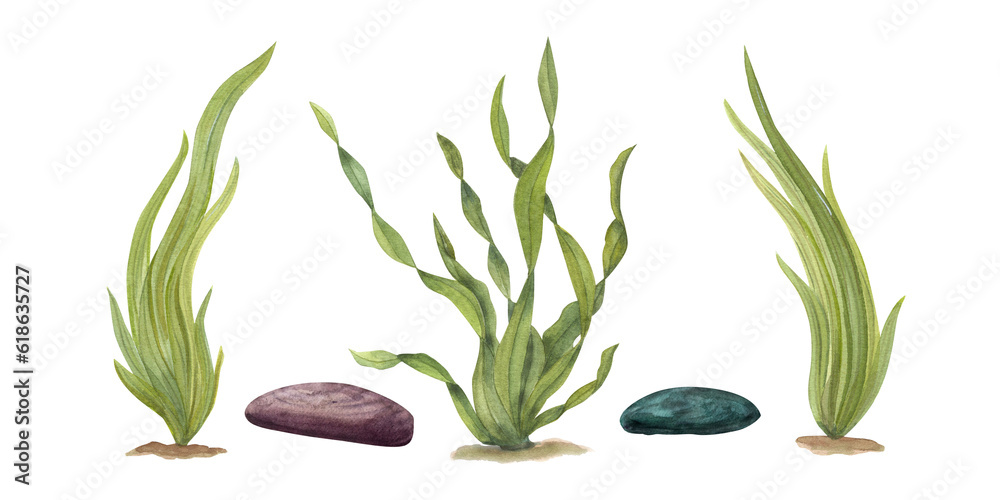 Seaweed Drawing With Rocks Watercolor illustration of sea weeds, underwater rocks isolated on ...