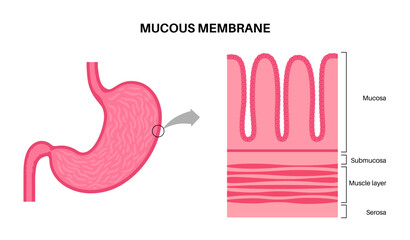 Wall Mural - Mucous membrane structure