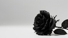 Black Rose On White Background With Text Space Advertising, Ads, Branding.