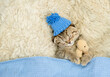 Cozy tiny fold tabby kitten wearing warm hat sleeps under warm plaid with favorite toy bear on the bed at home. Top down view. Empty space for text