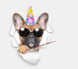 Poster - French bulldog puppy wearing sunglasses and party cap looking through the hole in white paper and points away on empty space