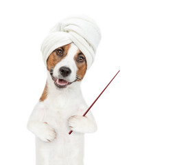 Poster - jack russell terrier puppy with towel on it head points away on empty space. isolated on white background
