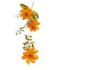 orange flowers cosmos arrangement flat lay postcard style
