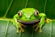 Overhead view of a green white lipped tree frog