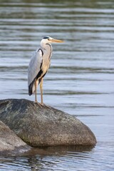 Sticker - Grey heron perched on a large rock in a body of water