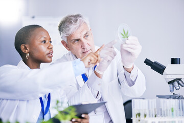 Scientist, team and analysis of marijuana leaf, science study for medical research and ecology in lab. Man, woman with weed plant in petri dish, check cannabis test sample and scientific experiment