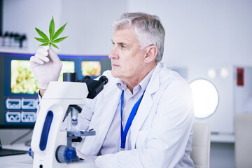 Poster - Senior scientist, man and analysis of marijuana leaf, science study for medical research and ecology in lab. Male person, plant and microscope, check cannabis test sample with scientific experiment