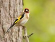 Beautiful colorful goldfinch perched on a branch
