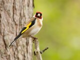 Fototapeta  - Beautiful colorful goldfinch perched on a branch