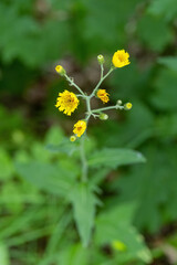 Sticker - Yellow hawkweed flowers and green leaves.