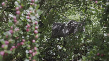 Poster - Close up portrait of a black cat looking sitting on grass ground grass and plants with sunlight