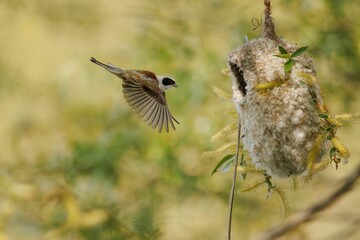 Wall Mural - Close up of a penduline tit flying to its hanging bag nest