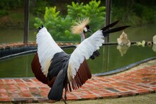 Crowned Crane With Open Wings