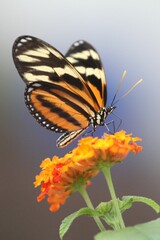 Sticker - Closeup shot of a beautiful butterfly perched atop a long stem floral bloom