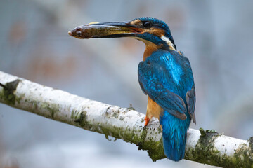 Wall Mural - Common kingfisher with fish