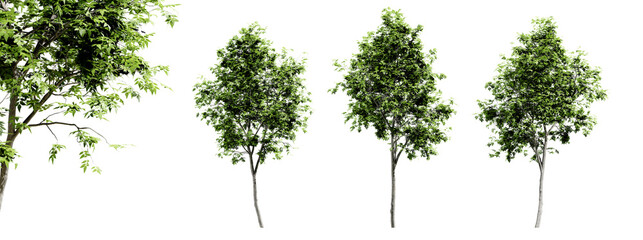 Poster - fraxinus americana trees isolated on transparent background and selective focus close-up. 3d render 