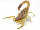 Fototapeta Zwierzęta - Closeup of a venomous scorpion on a white background