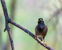 Indian Myna (Acridotheres Tristis) Perched Atop A Bare Tree Branch