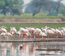 Sticker - Flock of flamingos perched on the edge of a beach