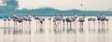 Flock Of Pink Flamingos Congregating In A Shallow Body Of Water