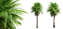 Phoenix Rupicola Tree (Cliff Date) Palm Trees Isolated On Transparent Background And Selective Focus Close-up. 3D Render.