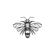 Bee And Honey Logo Hand Drawn Icon