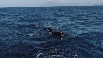 Wall Mural - Beautiful Long-finned pilot whales (Globicephala melaena) swimming in the blue ocean