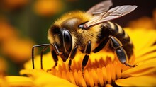 Close-Up Photography Of Bumble Bee
