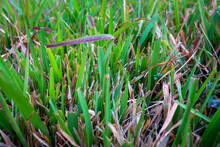 Close Up Shot Of St. Augustine Grass. It Is A Dark Green Grass With Broad, Flat Blades. India.