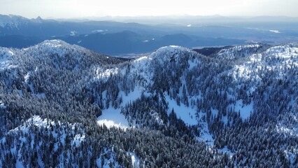 Poster - Mesmerizing view of a winter scene of snow-capped mountains and evergreen pine trees