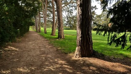 Wall Mural - Unpaved path between green trees in a park on a sunny day