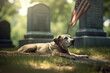 Dog lies on the grass near memorial headstone for a deceased soldier on a war