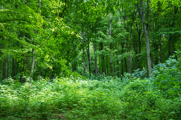 Wall Mural - green forest background in a sunny day