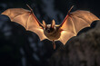 bat animals are flying 