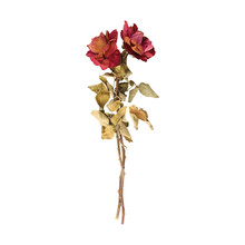 Dry Dead Rose Flower Stems Isolated On Transparent Background	