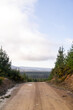 road in the countryside, to the pine forest