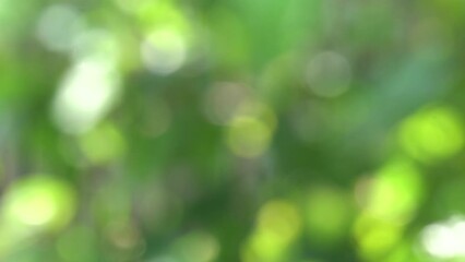 Wall Mural - green blurred garden background with lens flare and bubbles in 4k