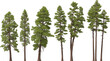 fir tree forest conifers, pine, yellow pine, hq arch viz cutout, 3d render plants