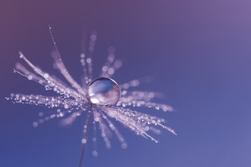 Wall Mural - dandelion seeds with a drop of dew. beautiful dandelion macro on a blue background. selective focus.