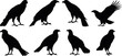 set of eagle silhouettes perching pose