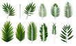 © Perfect PNG - collection of palm tree leaves isolated on a transparent background, generative ai