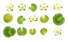 Collection Of Lily Pads And Lotus Flowers Isolated On A Transparent Background, Generative Ai