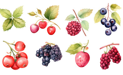 Wall Mural - collection of soft watercolor berries isolated on a transparent background, generative ai